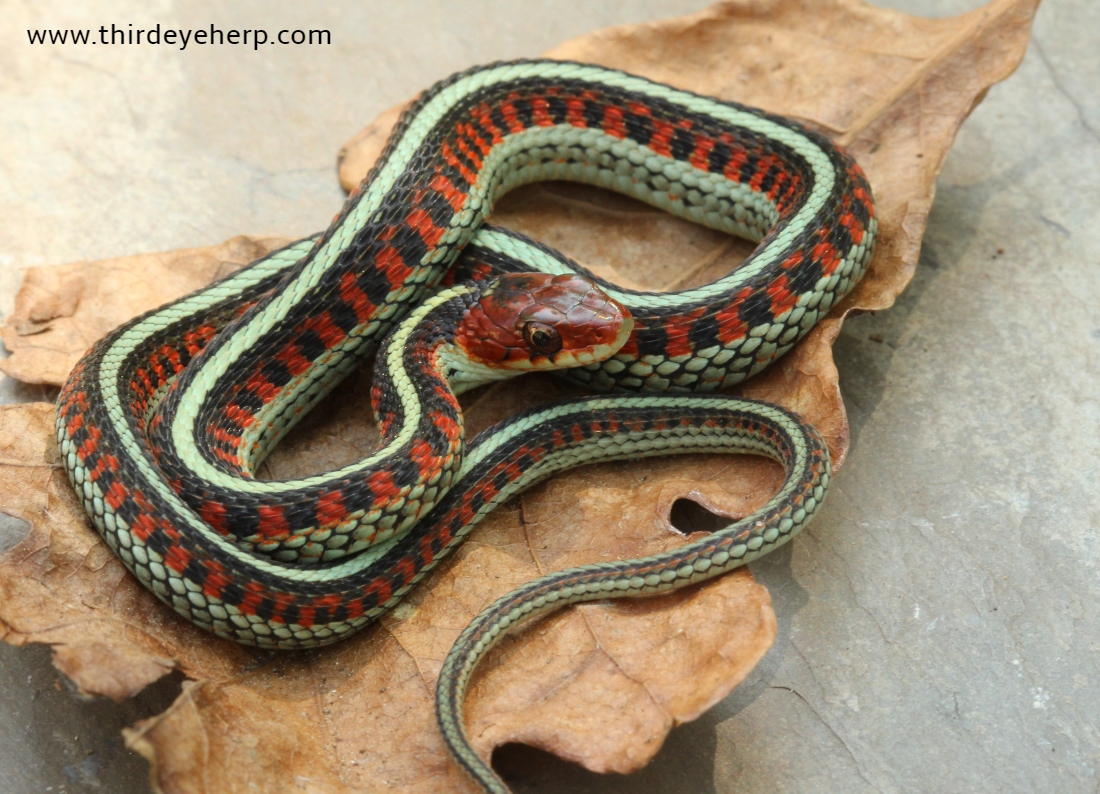 California Red-sided Garter Snake